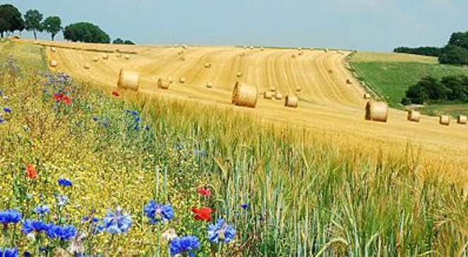 Polish agriculture.jpg