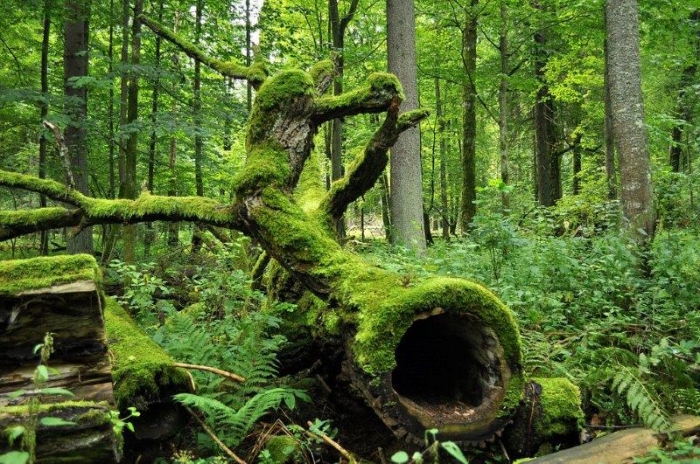 Bialowieza_National_Park_in_Poland.JPG